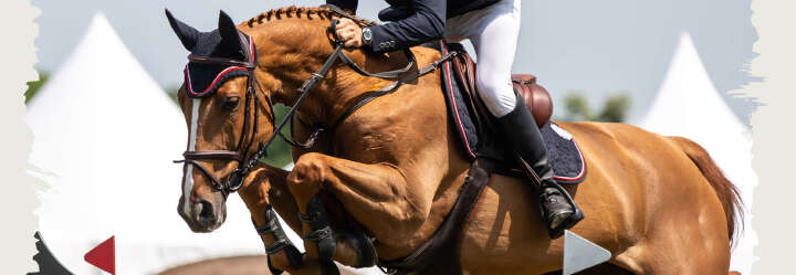 einstiegsbanner pferd springpferd pferdefutter pellets derby